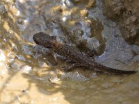 maudoc.com • Alpine Newt - Tritone alpestre - Ichthyosaura alpestris •  IMG_9540.jpg