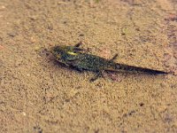 maudoc.com • Alpine Newt - Tritone alpestre - Ichthyosaura alpestris •  tritonealpestre01.jpg : Tritone alpestre