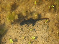 maudoc.com • Alpine Newt - Tritone alpestre - Ichthyosaura alpestris •  tritonealpestre02.jpg   Verona, Italy : Tritone alpestre