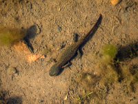 maudoc.com • Alpine Newt - Tritone alpestre - Ichthyosaura alpestris •  tritonealpestre03.jpg   Verona, Italy : Tritone alpestre