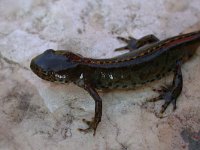 maudoc.com • Alpine Newt - Tritone alpestre - Ichthyosaura alpestris •  tritonealpestre04.jpg   Verona, Italy : Tritone alpestre