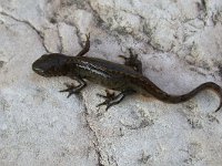 maudoc.com • Alpine Newt - Tritone alpestre - Ichthyosaura alpestris •  tritonealpestre05.jpg   Verona, Italy : Tritone alpestre