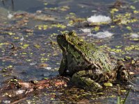 maudoc.com • Balkan Frog - Rana dei Balcani - Pelophylax kurtmuelleri •  IMG_6148.jpg   Greece : Rana