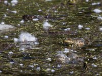 maudoc.com • Balkan Frog - Rana dei Balcani - Pelophylax kurtmuelleri •  IMG_6155.jpg   Greece : Rana