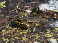 Balkan Frog - Rana dei Balcani - Pelophylax kurtmuelleri