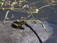 maudoc.com • Balkan Frog - Rana dei Balcani - Pelophylax kurtmuelleri •  IMG_6162.jpg   Greece : Rana