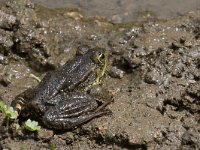 maudoc.com • Balkan Frog - Rana dei Balcani - Pelophylax kurtmuelleri •  IMG_7071.jpg   Greece : Rana