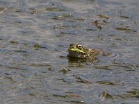 maudoc.com • Perez's Frog - Rana di Perez - Pelophylax perezi •  IMG_2013.jpg : Rana di Perez, Rana verde