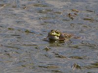 maudoc.com • Perez's Frog - Rana di Perez - Pelophylax perezi •  IMG_2015.jpg : Rana di Perez, Rana verde