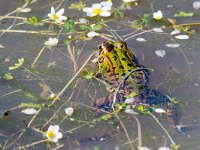 maudoc.com • Perez's Frog - Rana di Perez - Pelophylax perezi •  ranaverdespagnola.jpg : Rana verde