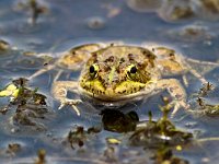 Perez&#39;s Frog - Rana di Perez - Pelophylax perezi