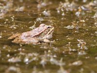 maudoc.com • Perez's Frog - Rana di Perez - Pelophylax perezi •  ranaverdespagnola04.jpg : Rana verde