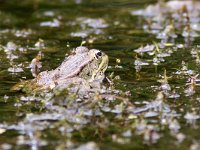 maudoc.com • Perez's Frog - Rana di Perez - Pelophylax perezi •  ranaverdespagnola06.jpg : Rana verde