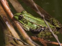 maudoc.com • Marsh Frog - Rana verde maggiore - Pelophylax ridibundus •  IMG_6718.jpg   Greece : Rana