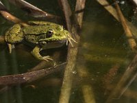 maudoc.com • Marsh Frog - Rana verde maggiore - Pelophylax ridibundus •  IMG_6723.jpg   Greece : Rana