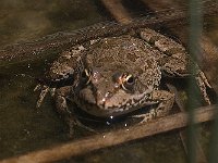 maudoc.com • Marsh Frog - Rana verde maggiore - Pelophylax ridibundus •  IMG_6724.jpg   Greece : Rana