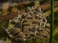 maudoc.com • Marsh Frog - Rana verde maggiore - Pelophylax ridibundus •  IMG_6732.jpg   Greece : Rana
