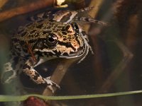 maudoc.com • Marsh Frog - Rana verde maggiore - Pelophylax ridibundus •  IMG_6733.jpg   Greece : Rana