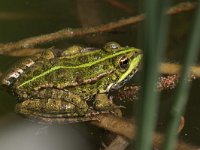 maudoc.com • Marsh Frog - Rana verde maggiore - Pelophylax ridibundus •  IMG_6736.jpg   Greece : Rana