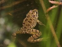 maudoc.com • Marsh Frog - Rana verde maggiore - Pelophylax ridibundus •  IMG_6738.jpg   Greece : Rana