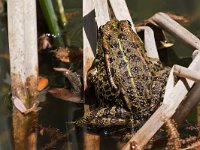 maudoc.com • Marsh Frog - Rana verde maggiore - Pelophylax ridibundus •  IMG_6740.jpg   Greece : Rana