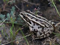 maudoc.com • Marsh Frog - Rana verde maggiore - Pelophylax ridibundus •  rana02.jpg : Rana