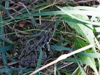 maudoc.com • Marsh Frog - Rana verde maggiore - Pelophylax ridibundus •  rana_ungheria.jpg   Hungary : Rana