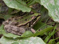 maudoc.com • Marsh Frog - Rana verde maggiore - Pelophylax ridibundus •  ranaverde.jpg : Rana verde