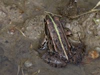 maudoc.com • Marsh Frog - Rana verde maggiore - Pelophylax ridibundus •  ranaverde02.jpg : Rana