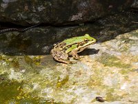 maudoc.com • Edible Frog - Rana verde - Pelophylax synkl. esculentus •  IMG_1461b.jpg : Natrice dal collare, Rana verde