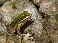 maudoc.com • Edible Frog - Rana verde - Pelophylax synkl. esculentus •  IMG_1469.jpg : Rana verde