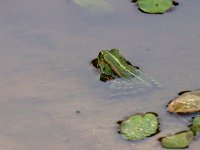 maudoc.com • Edible Frog - Rana verde - Pelophylax synkl. esculentus •  IMG_1883.jpg