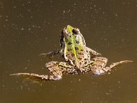 maudoc.com • Edible Frog - Rana verde - Pelophylax synkl. esculentus •  IMG_2158.jpg : Rana verde
