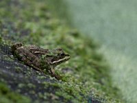 maudoc.com • Edible Frog - Rana verde - Pelophylax synkl. esculentus •  IMG_2617.jpg : Rana verde