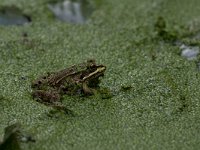 maudoc.com • Edible Frog - Rana verde - Pelophylax synkl. esculentus •  IMG_2622a.jpg : Rana verde