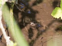 maudoc.com • Edible Frog - Rana verde - Pelophylax synkl. esculentus •  IMG_5169.jpg : Rana