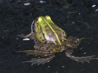 maudoc.com • Edible Frog - Rana verde - Pelophylax synkl. esculentus •  IMG_5646.jpg : Rana verde