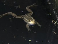 maudoc.com • Edible Frog - Rana verde - Pelophylax synkl. esculentus •  IMG_5647.jpg : Rana verde