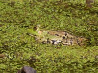 maudoc.com • Edible Frog - Rana verde - Pelophylax synkl. esculentus •  IMG_6380.jpg : Rana verde