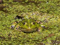 maudoc.com • Edible Frog - Rana verde - Pelophylax synkl. esculentus •  IMG_6384.jpg : Rana verde