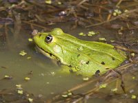 maudoc.com • Edible Frog - Rana verde - Pelophylax synkl. esculentus •  IMG_6405.jpg : Rana verde