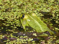 maudoc.com • Edible Frog - Rana verde - Pelophylax synkl. esculentus •  IMG_6407.jpg : Rana verde