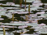 maudoc.com • Edible Frog - Rana verde - Pelophylax synkl. esculentus •  IMG_6535.jpg : Rana verde