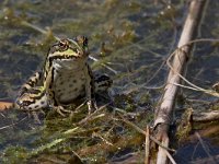 maudoc.com • Edible Frog - Rana verde - Pelophylax synkl. esculentus •  IMG_6848.jpg : Rana verde