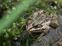 maudoc.com • Edible Frog - Rana verde - Pelophylax synkl. esculentus •  IMG_7669.jpg : Rana verde