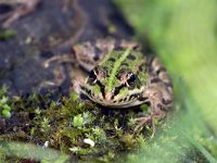 maudoc.com • Edible Frog - Rana verde - Pelophylax synkl. esculentus •  IMG_7670.jpg : Rana verde