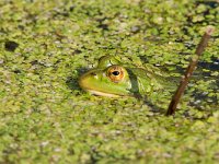 maudoc.com • Edible Frog - Rana verde - Pelophylax synkl. esculentus •  ranaverde01.jpg : Rana verde