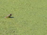 maudoc.com • Edible Frog - Rana verde - Pelophylax synkl. esculentus •  ranaverde02.jpg : Rana verde