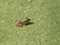 maudoc.com • Edible Frog - Rana verde - Pelophylax synkl. esculentus •  ranaverde03.jpg : Rana verde
