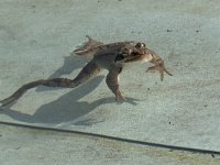 maudoc.com • Agile Frog - Rana dalmatina - Rana dalmatina •  IMG_5166.jpg : Rana temporaria